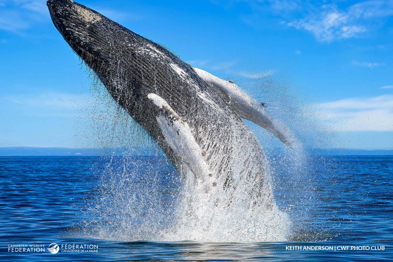 whale