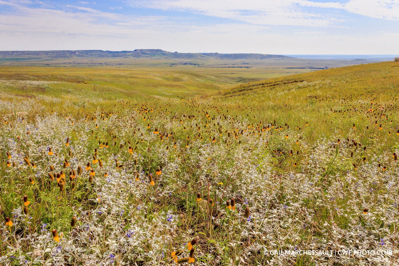grasslands
