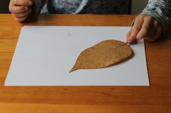 Canadian Wildlife Federation: Leaf Rubbings