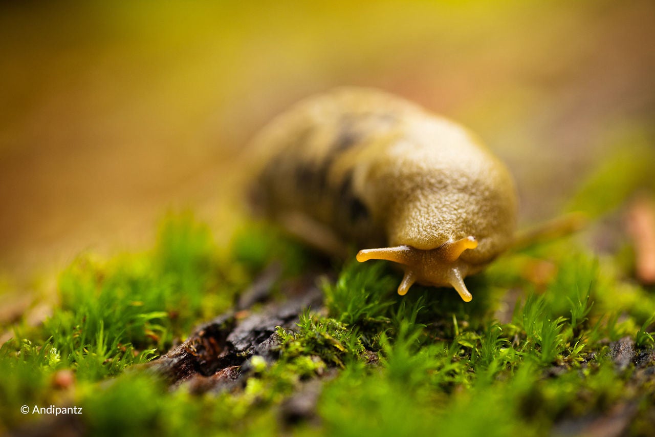 Banana Slug