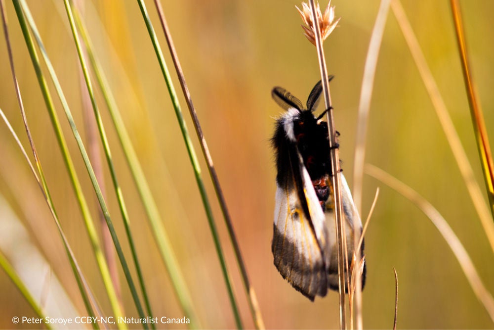 Photo - Peter Soroye - iNaturalist Canada