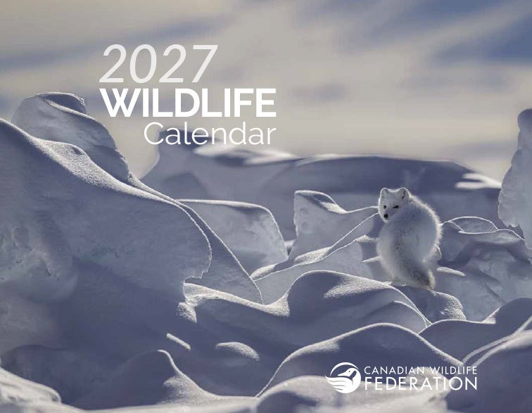 wildlife calendar