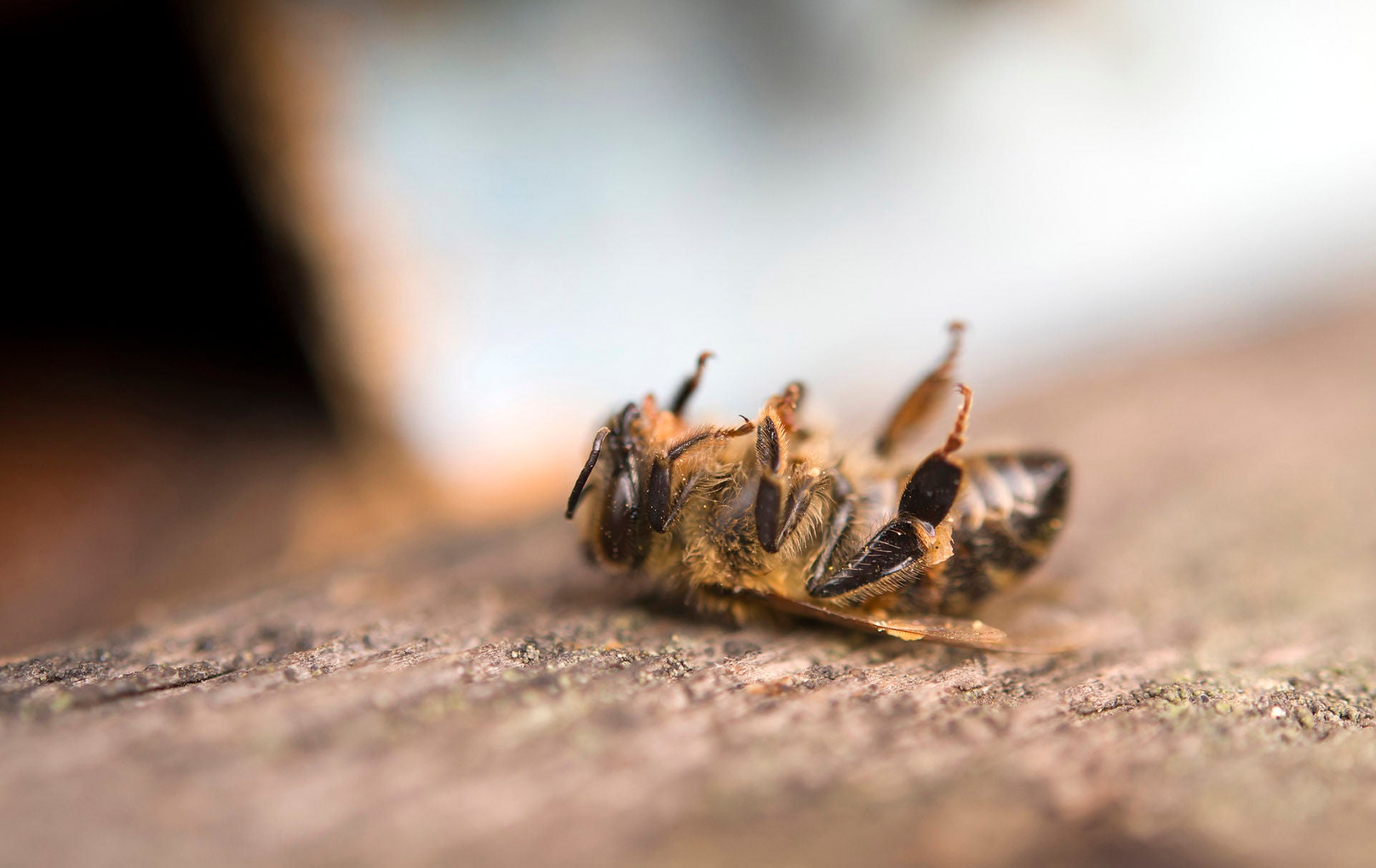 dead bee 1357877542