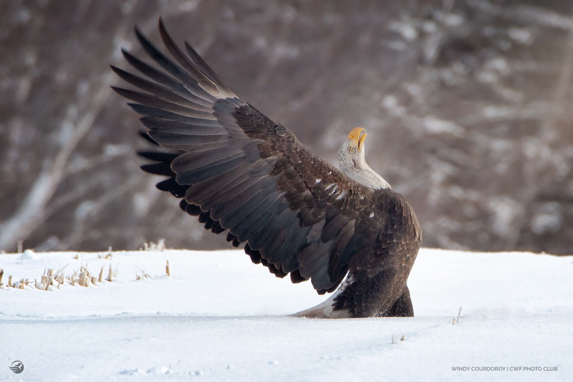 bald eagle