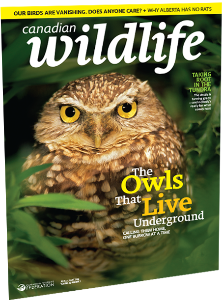 Canadian wildlife magazine cover