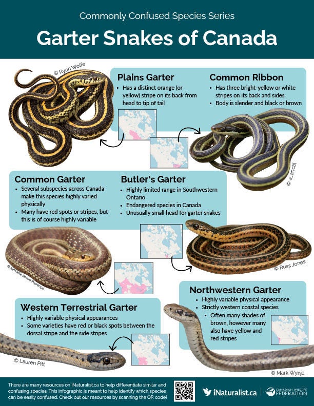 commonly confused species,commonly confused species