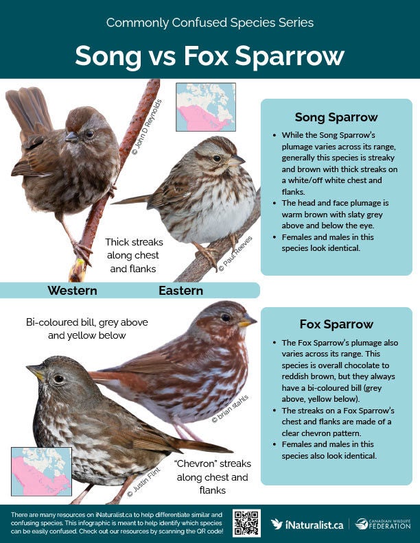 commonly confused species,commonly confused species