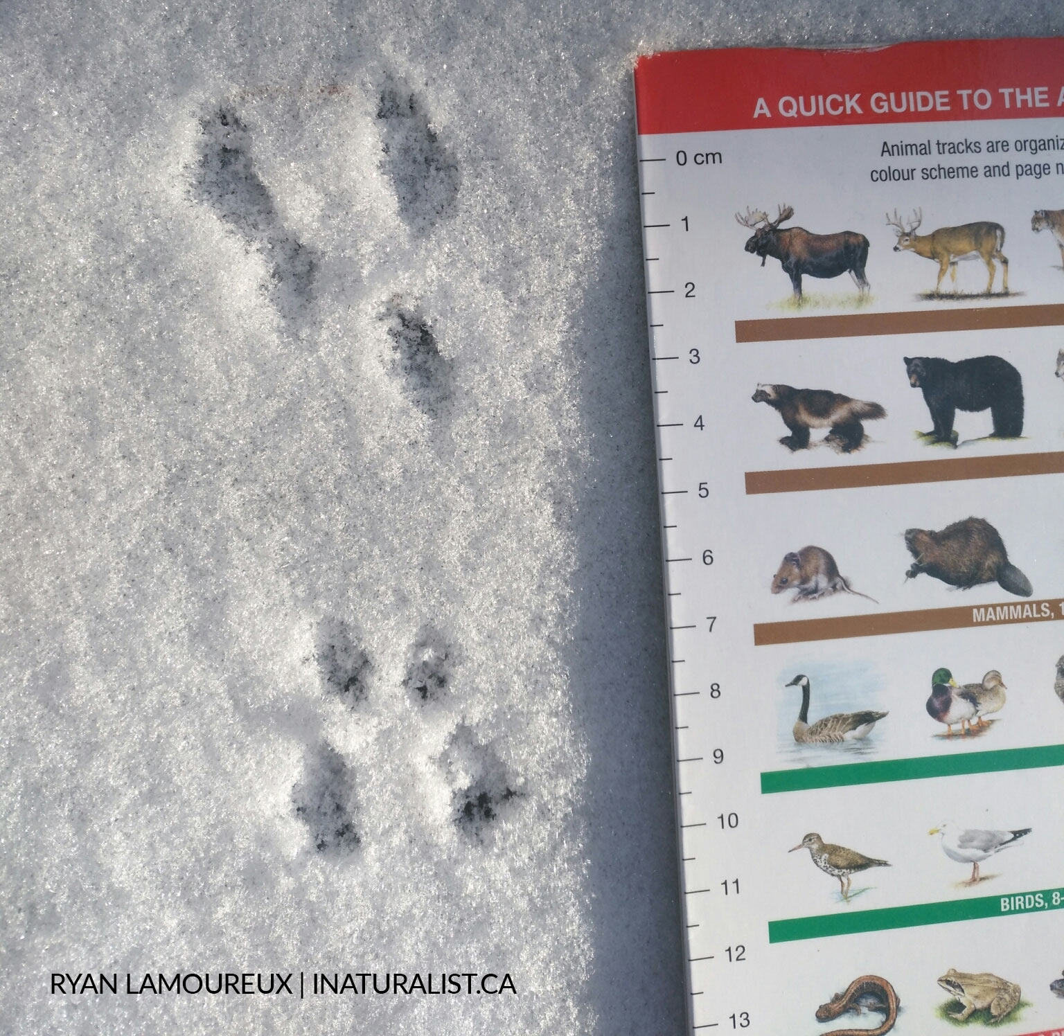 traces d'animaux