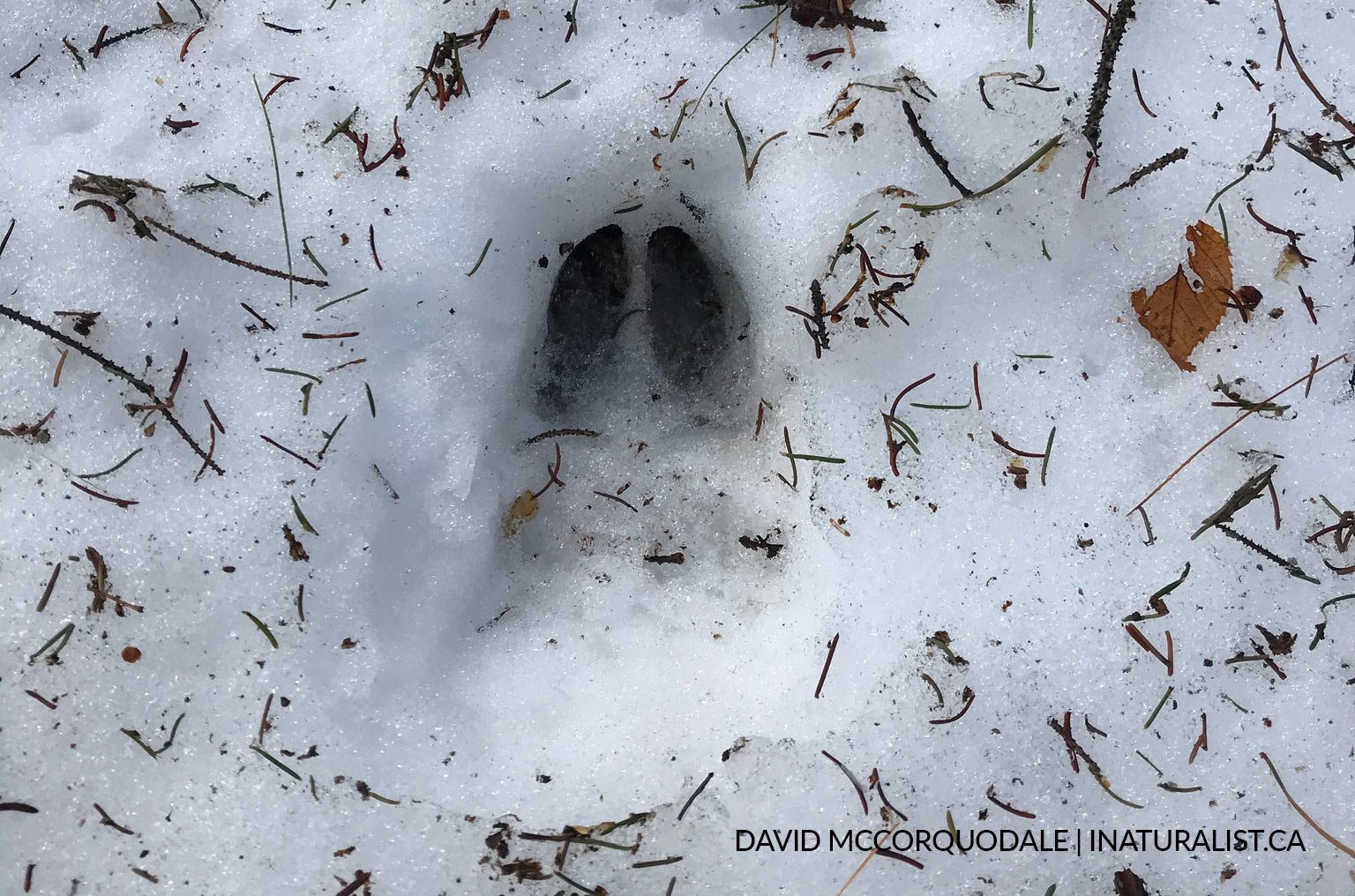 animal footprint