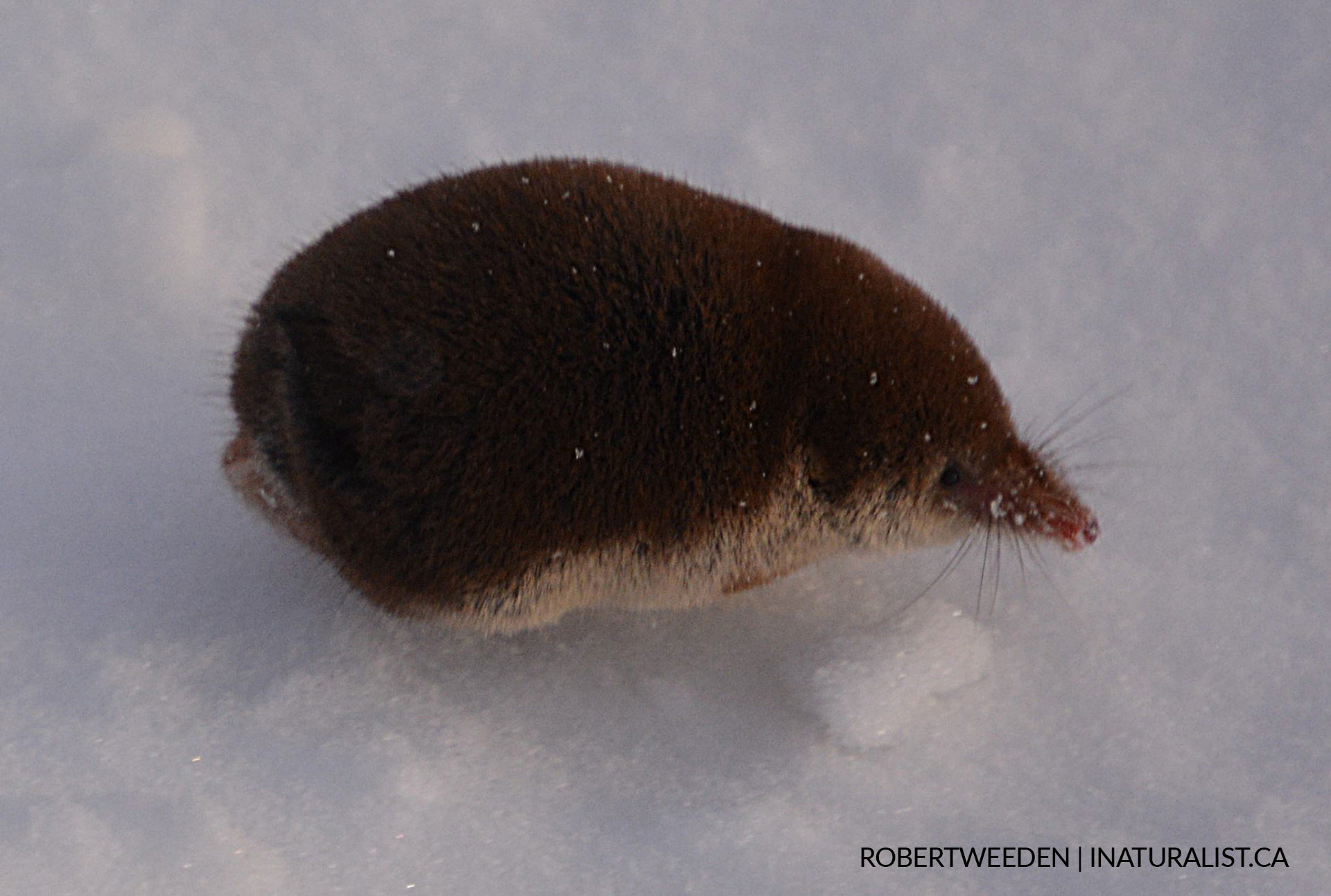 long thin animal footprint in snow