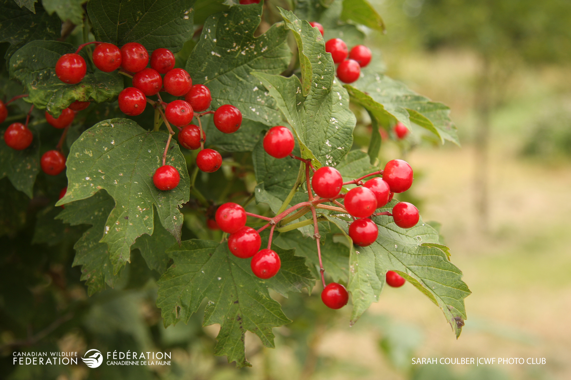 highbush-cranberry-sarah-coulber