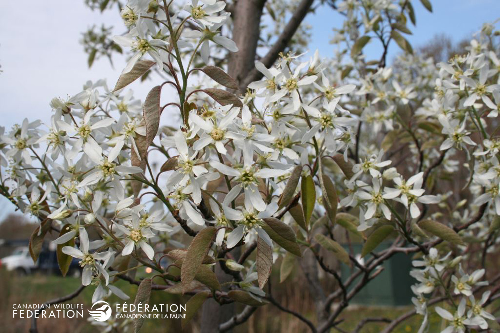 highbush-cranberry-sarah-coulber