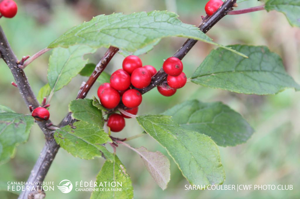 highbush-cranberry-sarah-coulber