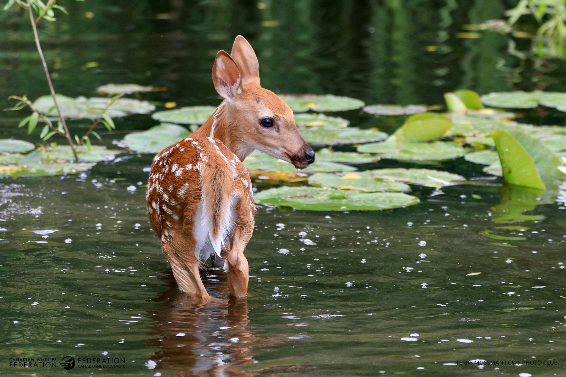 June - Water & Wildlife