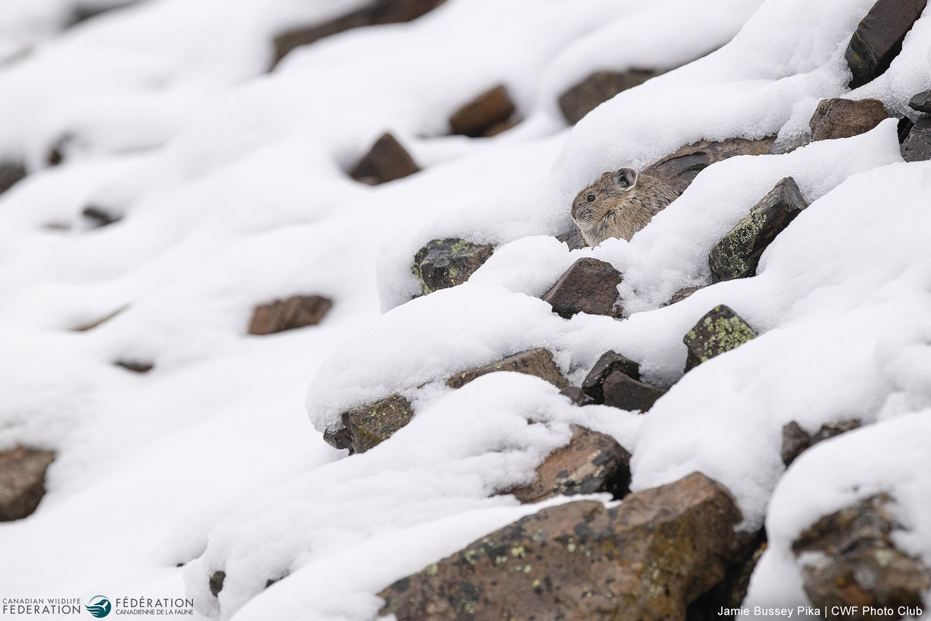 November - Hidden in Plain Sight