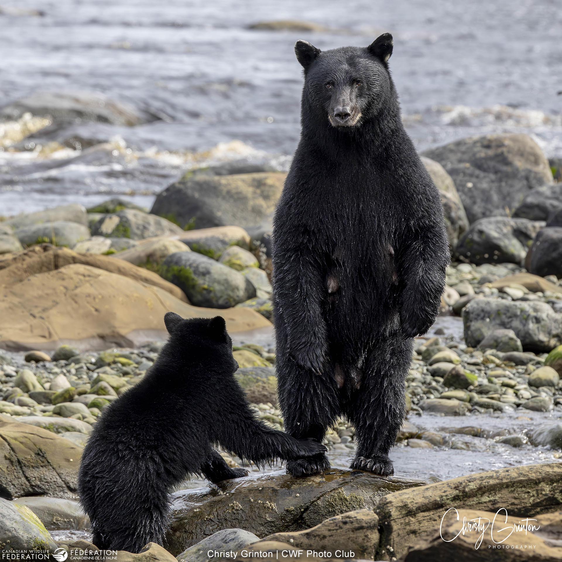 Christy Grinton black bear cub BC