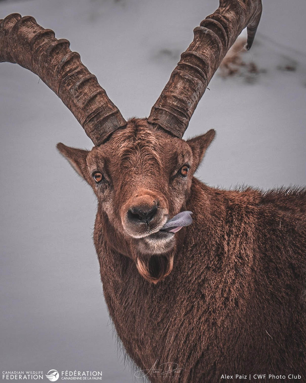 March - Humour in wildlife