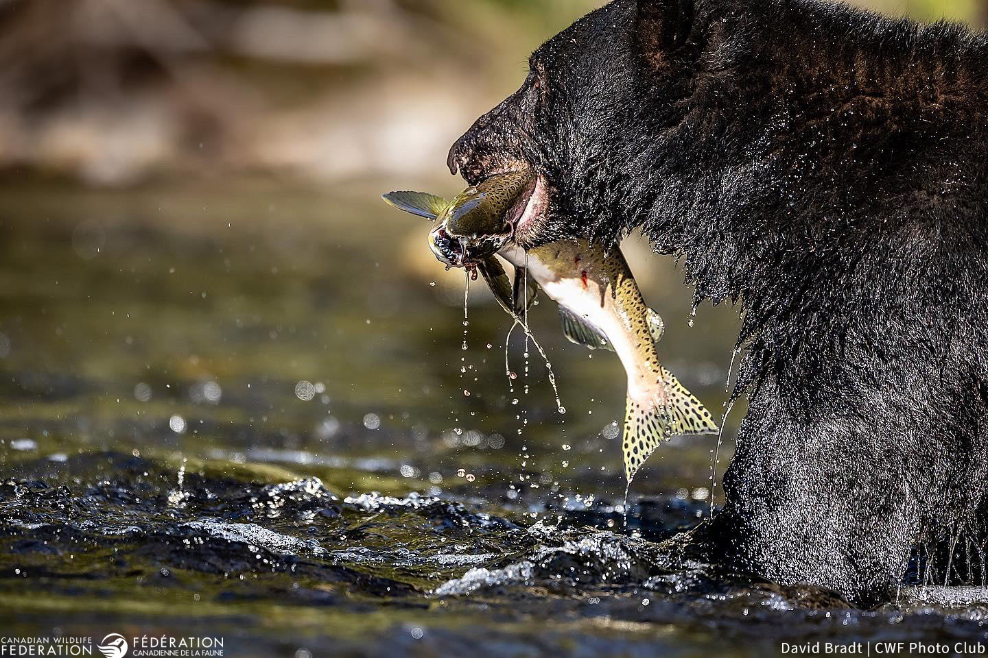 Nature, Camera, Action