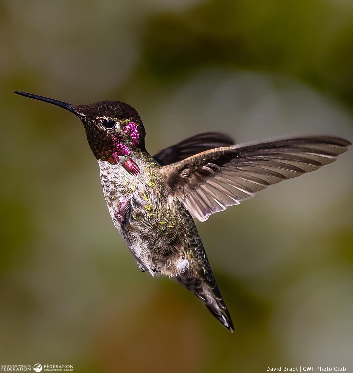 May - Powerful Pollinators