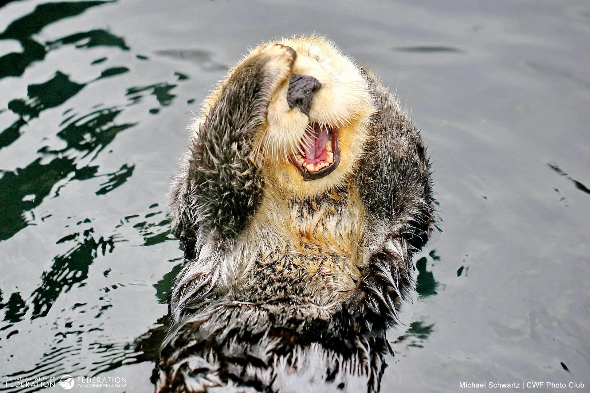 March - Humour in Wildlife