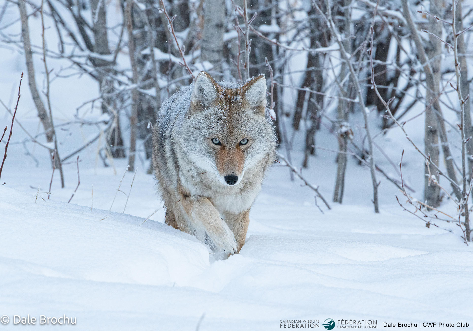 January - Snowy Moments