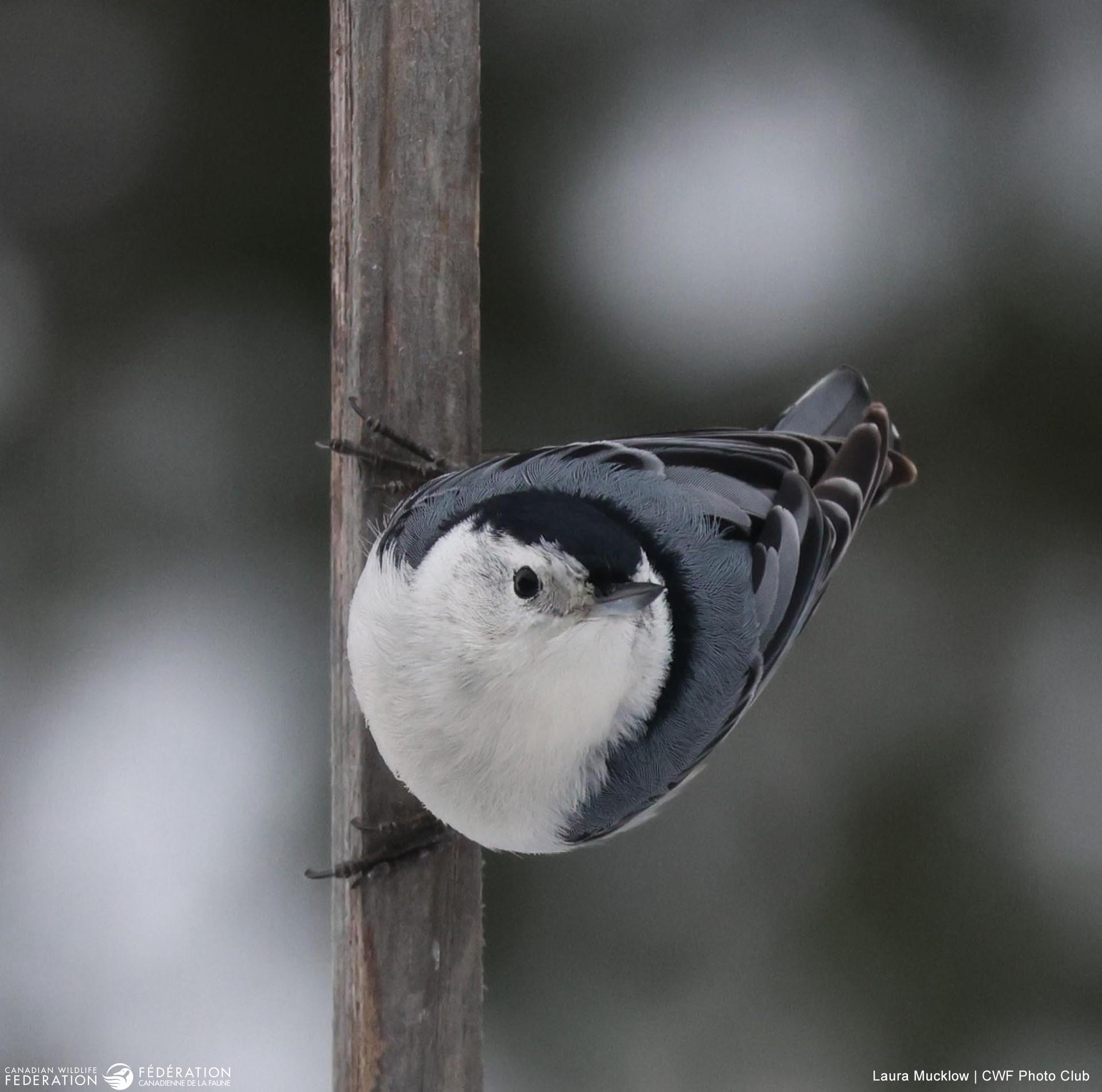 February - Backyard Birds