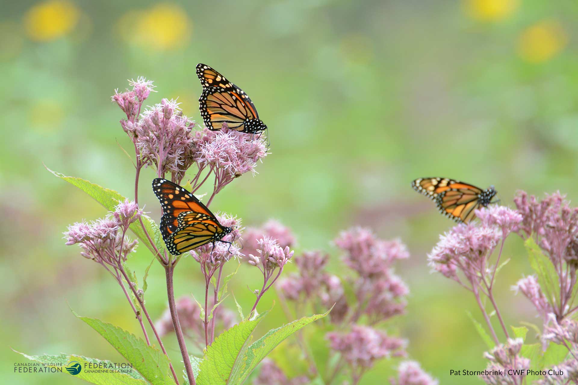 Pat Stornebrink Monarch ON