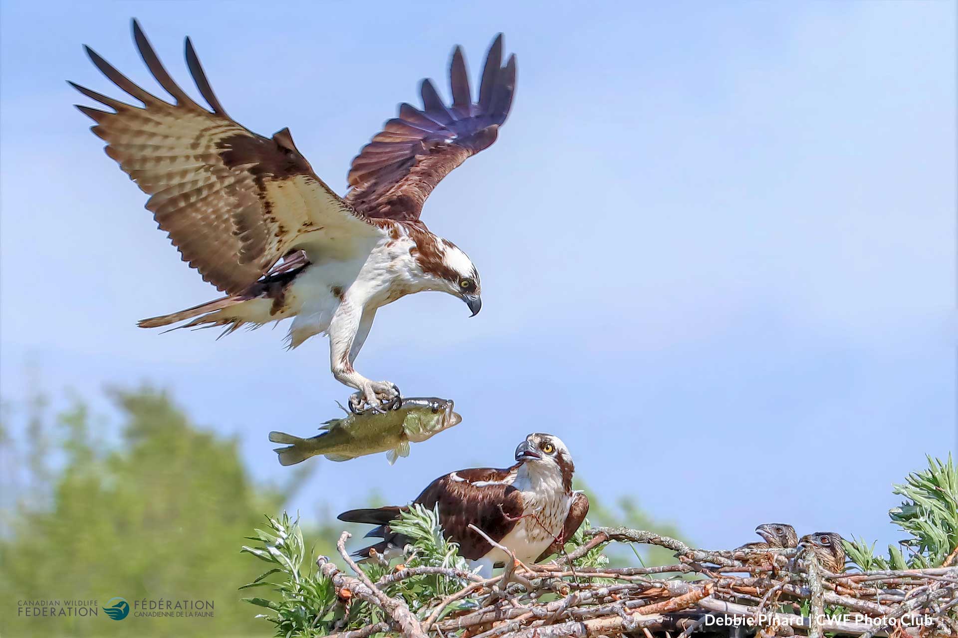August - Nature, Camera, Action