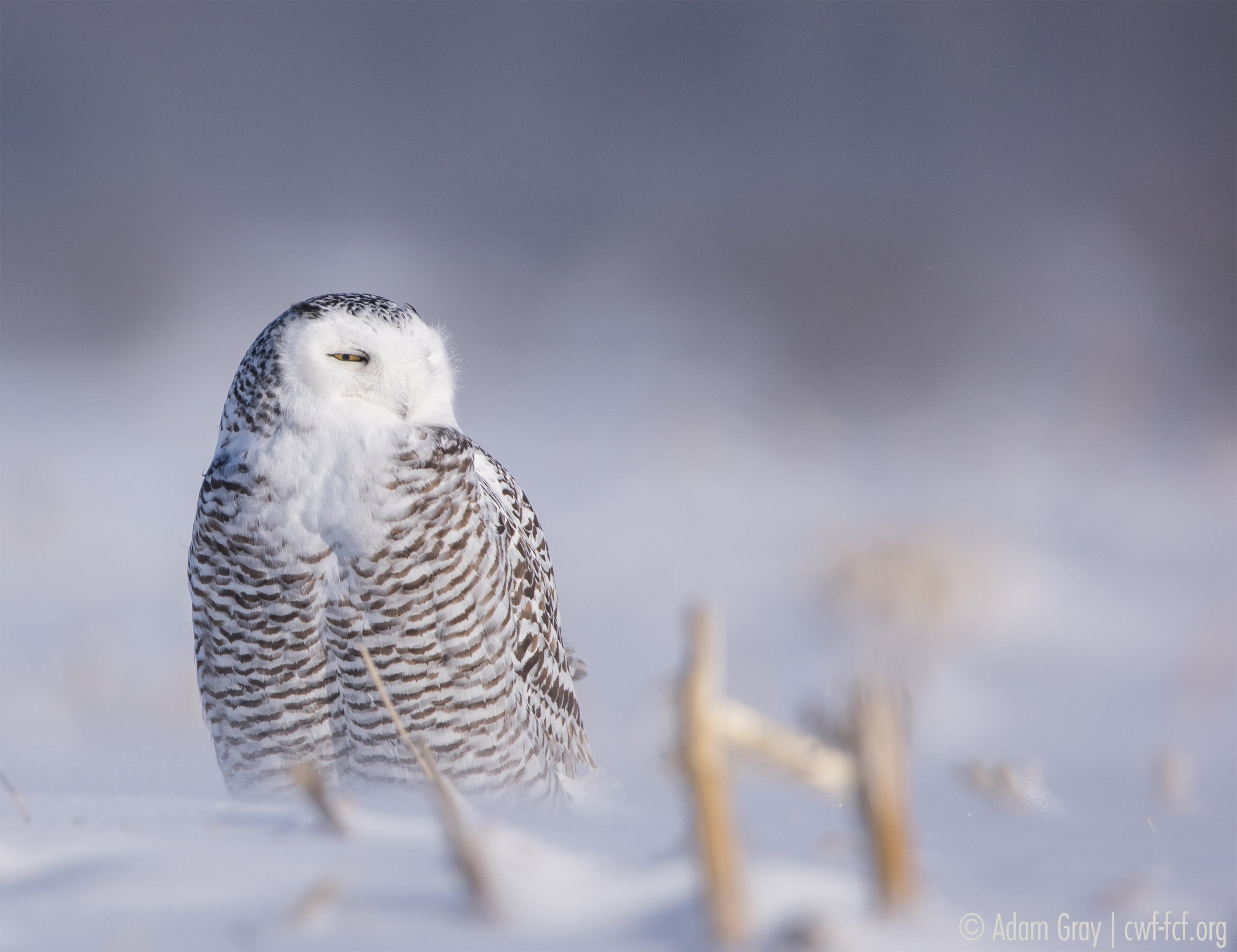 January: Shades of Winter