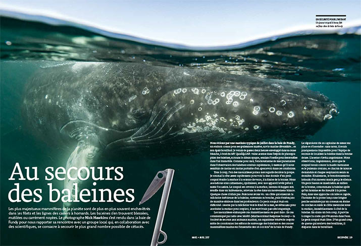 bio ma2017 whales dps