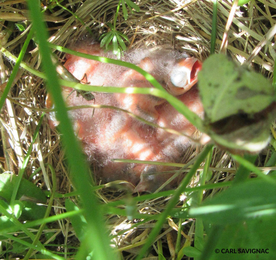 bobolink nest