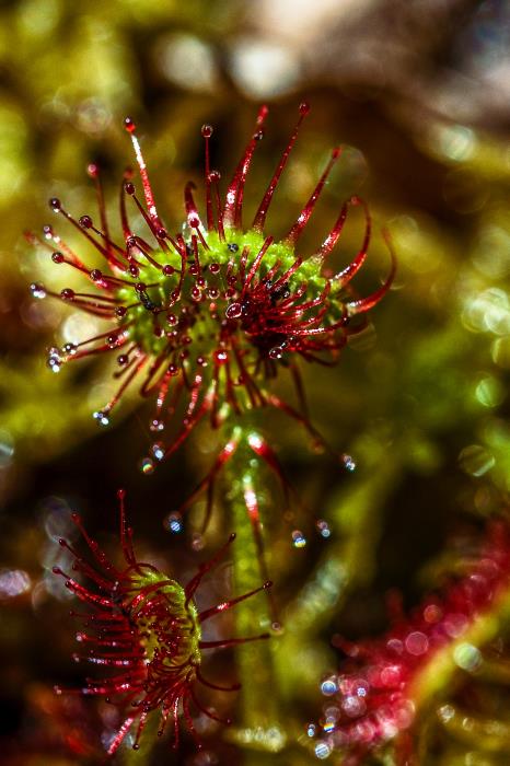 Sundew by Ted Busby