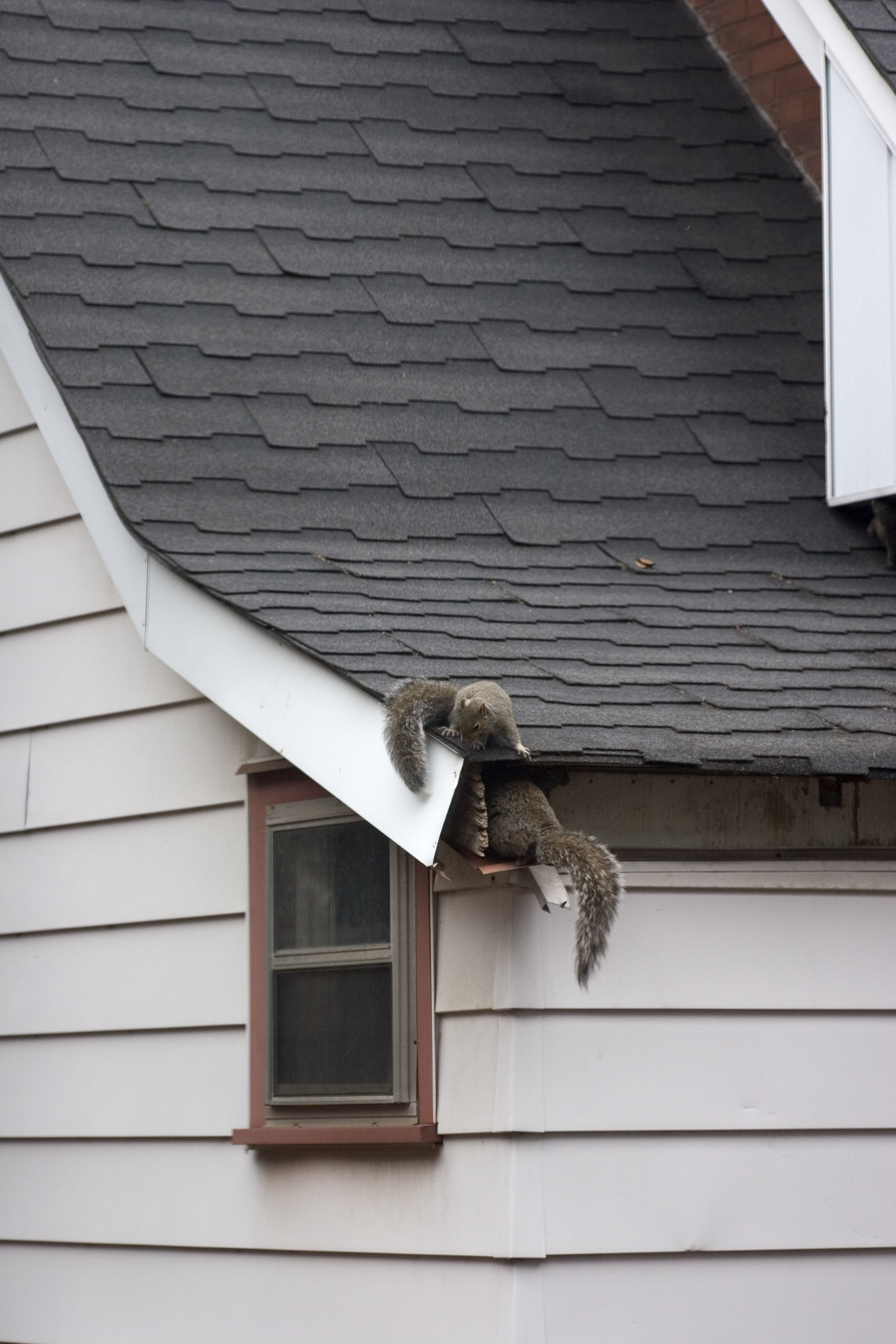 Canadian Wildlife Federation How Can I Keep Animals Off My Roof