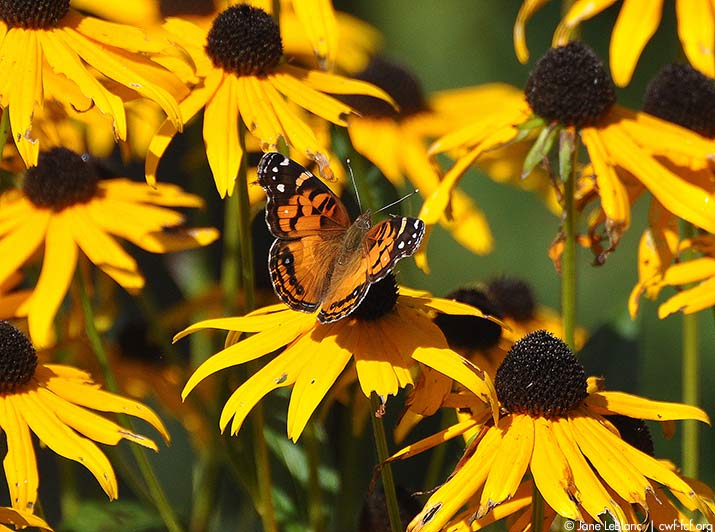 Plantez un jardin accueillant pour les papillons