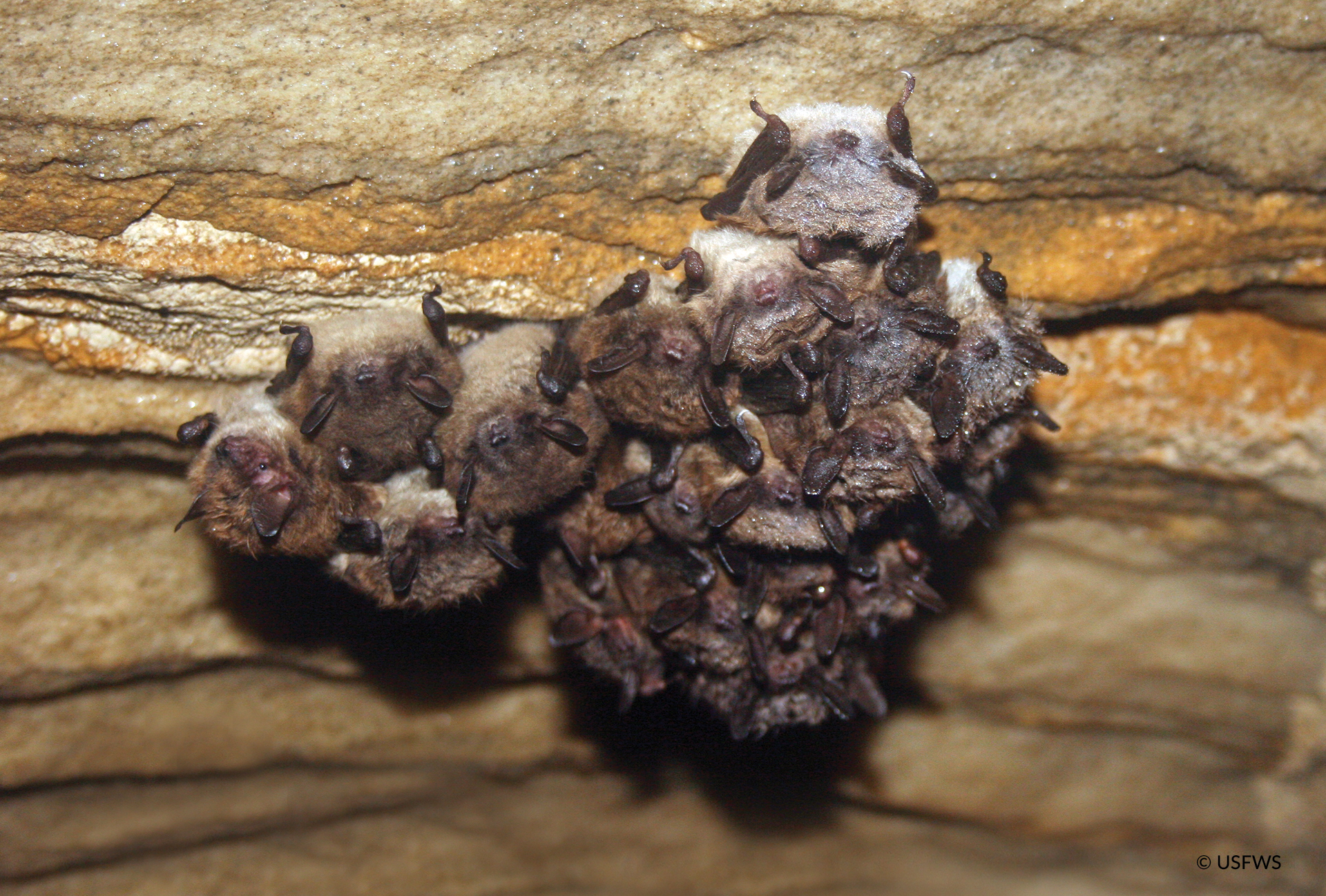 a colony or cauldron of bats