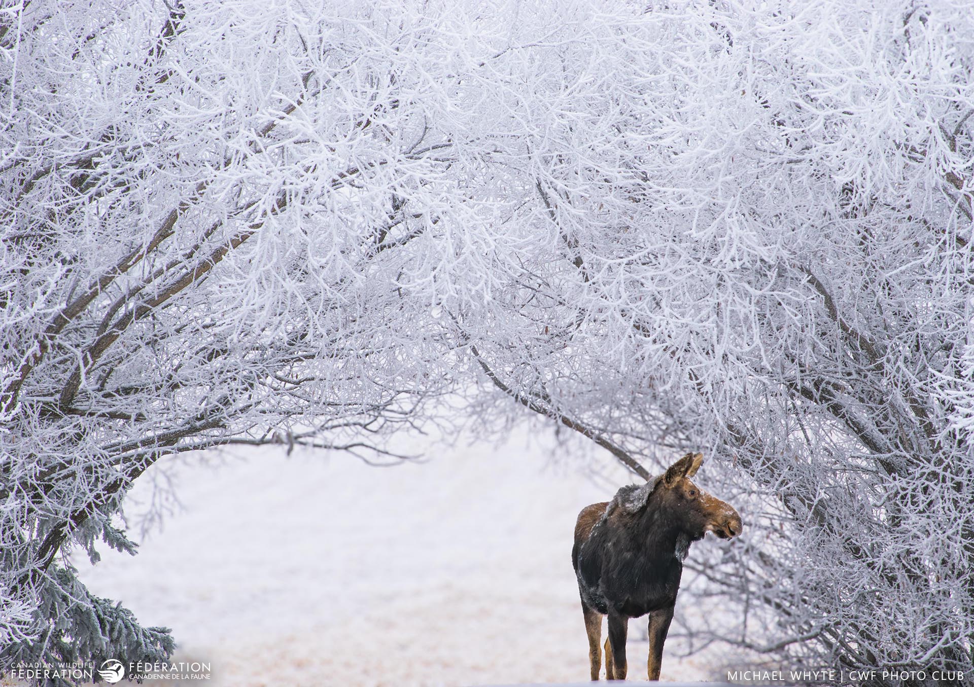 January - Snowy Moments