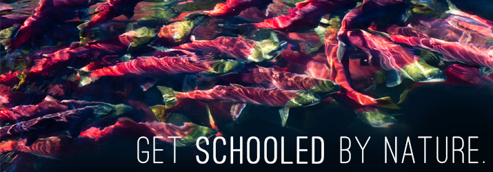 get schooled by nature header site