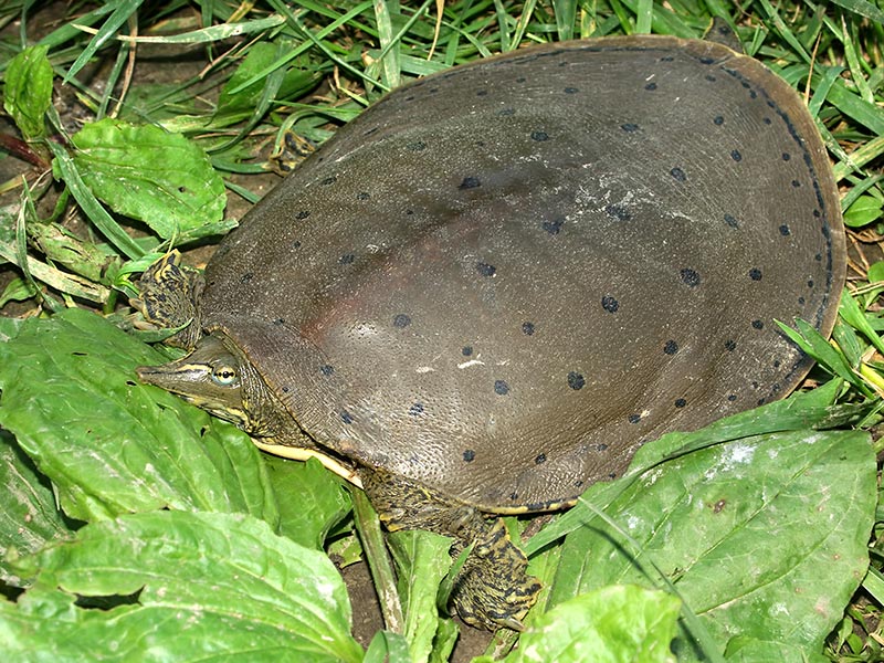 Spiny Softshell Turtle  National Wildlife Federation