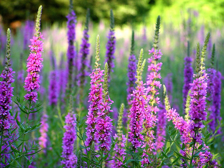 Purple Loosestrife