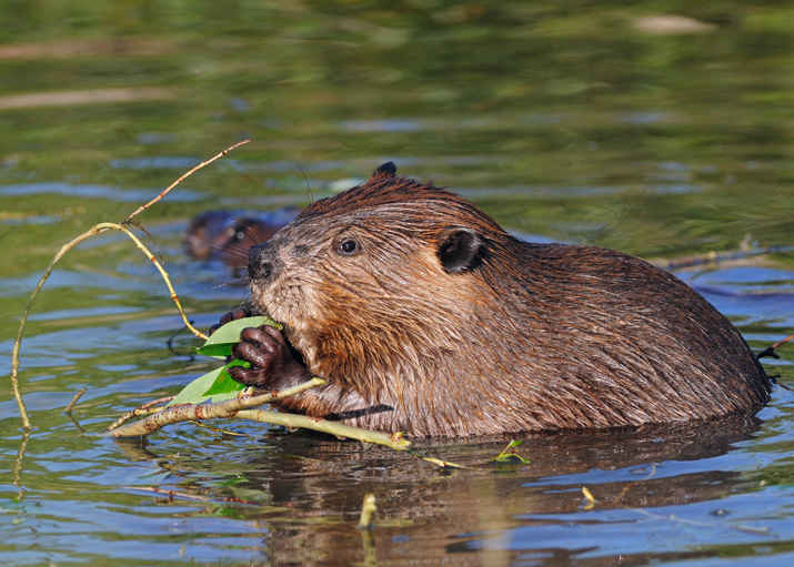 Animal Qui S Adapte à Son Environnement Fédération canadienne de la faune - Animaux qui s’adaptent