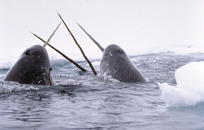 Breaching Narwhals