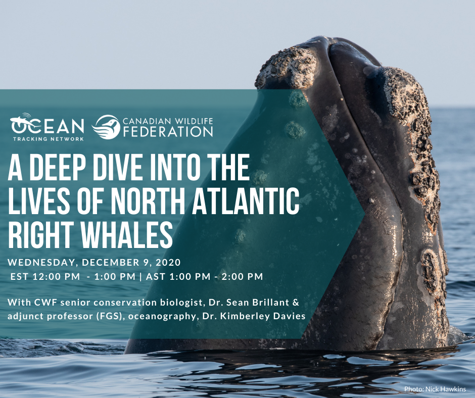 right whale webinar dec 9