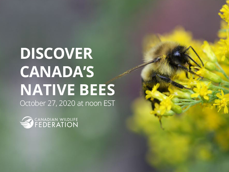 bees webinar header