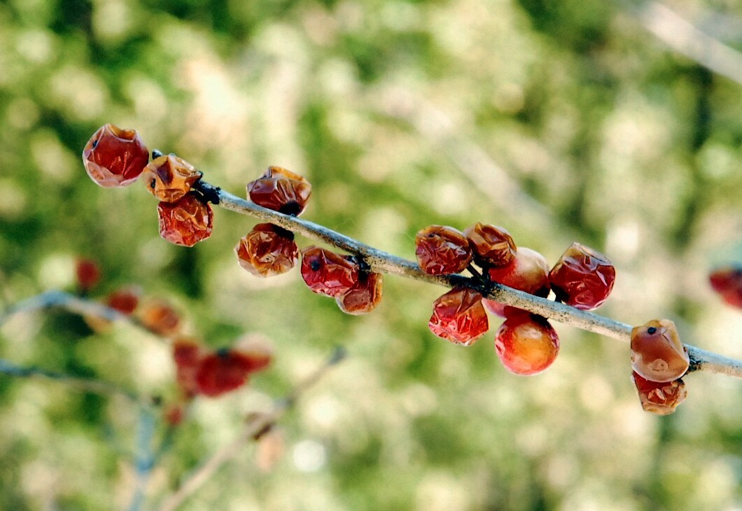 Winterberry bush nearing the end of winter without leaves and shriveled berries