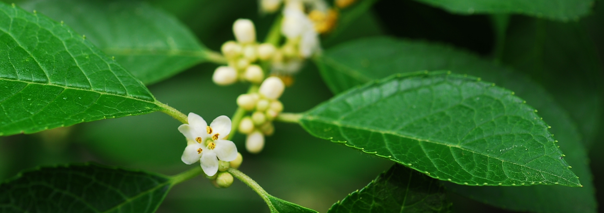 Close up of flowers on winterberry bush