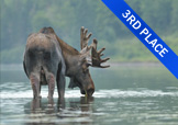 Moose drinking from lake