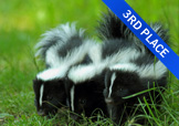 3 baby skunks