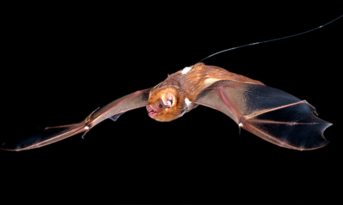 Red bat with transmitter and antenna