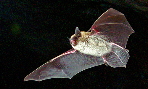 Small footed bat
