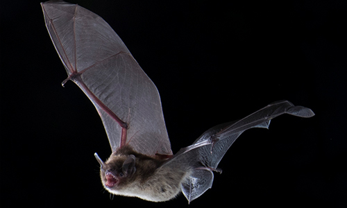 Little brown bat